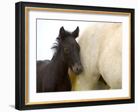 Detail of White Camargue Mother Horse and Black Colt, Provence Region, France-Jim Zuckerman-Framed Photographic Print