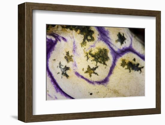 Detail on the Body of a Polycarpa Tunicate-Stocktrek Images-Framed Photographic Print