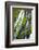 Detail, Panther Creek Falls, Carson, Washington, Usa-Michel Hersen-Framed Photographic Print