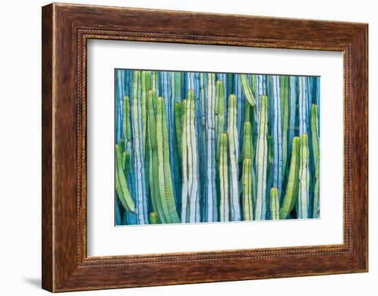 DETAIL VIEW OF THE CARDON CACTUS IN SUMMER WITH RICH BLUE GREEN AND TORQOUISE COLORS-ED Reardon-Framed Photographic Print