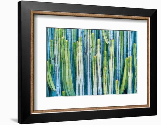 DETAIL VIEW OF THE CARDON CACTUS IN SUMMER WITH RICH BLUE GREEN AND TORQOUISE COLORS-ED Reardon-Framed Photographic Print