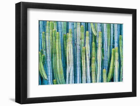 DETAIL VIEW OF THE CARDON CACTUS IN SUMMER WITH RICH BLUE GREEN AND TORQOUISE COLORS-ED Reardon-Framed Photographic Print