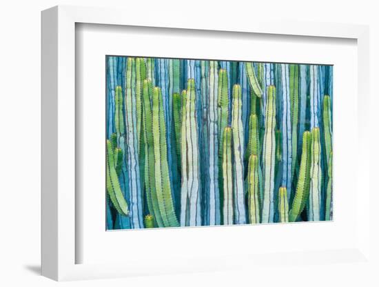 DETAIL VIEW OF THE CARDON CACTUS IN SUMMER WITH RICH BLUE GREEN AND TORQOUISE COLORS-ED Reardon-Framed Photographic Print