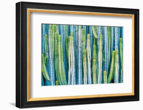 DETAIL VIEW OF THE CARDON CACTUS IN SUMMER WITH RICH BLUE GREEN AND TORQOUISE COLORS-ED Reardon-Framed Photographic Print