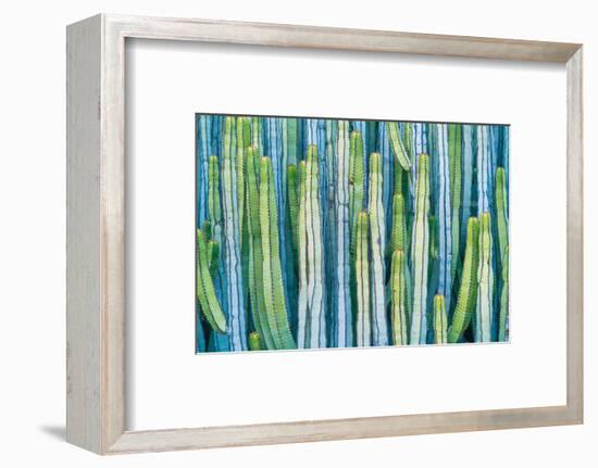 DETAIL VIEW OF THE CARDON CACTUS IN SUMMER WITH RICH BLUE GREEN AND TORQOUISE COLORS-ED Reardon-Framed Photographic Print