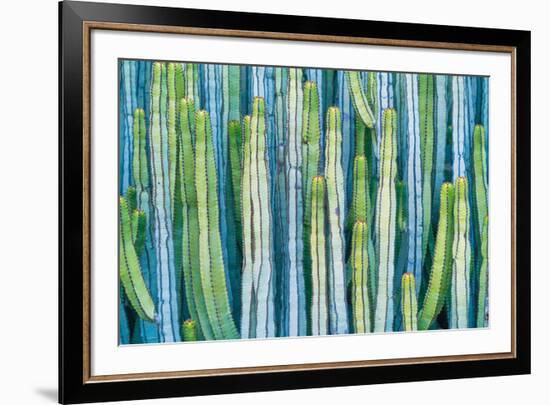 DETAIL VIEW OF THE CARDON CACTUS IN SUMMER WITH RICH BLUE GREEN AND TORQOUISE COLORS-ED Reardon-Framed Photographic Print