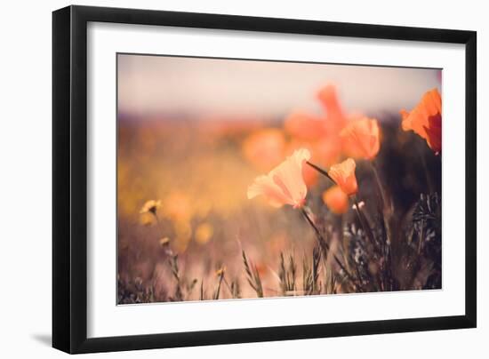 Detail Vintage Poppy Retro Design Wildflower Spring California-Vincent James-Framed Photographic Print