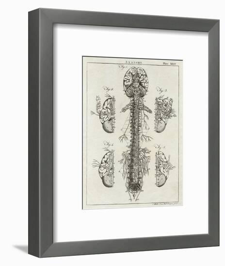 Detailed Diagram of the Brain and Spine-null-Framed Photographic Print