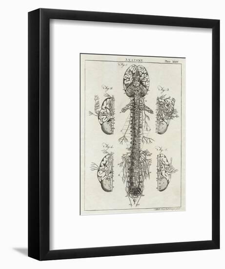 Detailed Diagram of the Brain and Spine-null-Framed Photographic Print