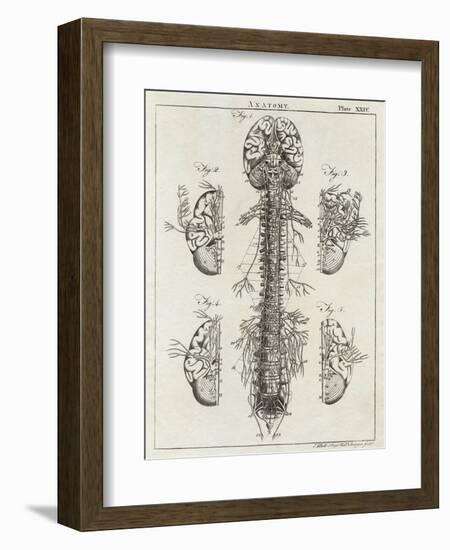 Detailed Diagram of the Brain and Spine-null-Framed Photographic Print