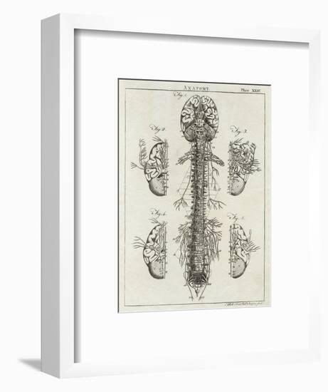Detailed Diagram of the Brain and Spine-null-Framed Photographic Print