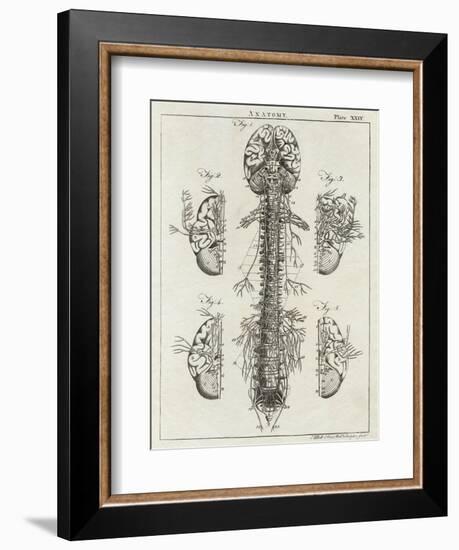 Detailed Diagram of the Brain and Spine-null-Framed Photographic Print