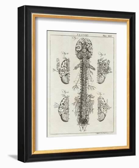 Detailed Diagram of the Brain and Spine-null-Framed Photographic Print