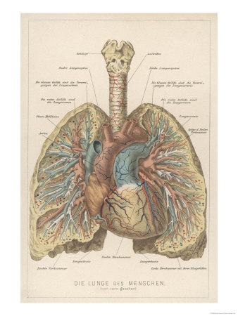 'Detailed Diagram of the Lungs' Giclee Print | Art.com