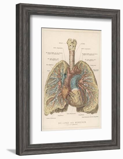 Detailed Diagram of the Lungs-null-Framed Photographic Print