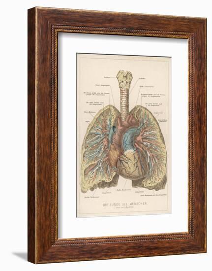 Detailed Diagram of the Lungs-null-Framed Photographic Print