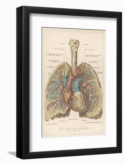 Detailed Diagram of the Lungs-null-Framed Photographic Print