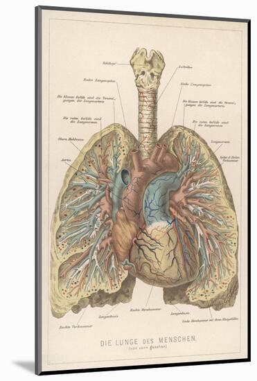 Detailed Diagram of the Lungs-null-Mounted Photographic Print