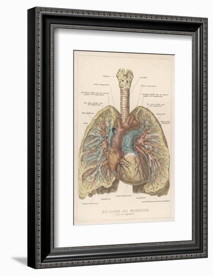 Detailed Diagram of the Lungs-null-Framed Photographic Print