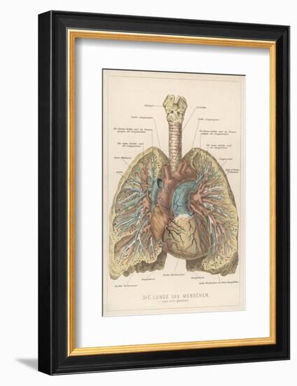 Detailed Diagram of the Lungs-null-Framed Photographic Print