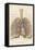 Detailed Diagram of the Lungs-null-Framed Premier Image Canvas