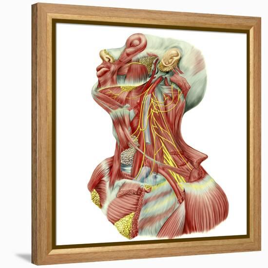 Detailed Dissection View of Human Neck-Stocktrek Images-Framed Stretched Canvas