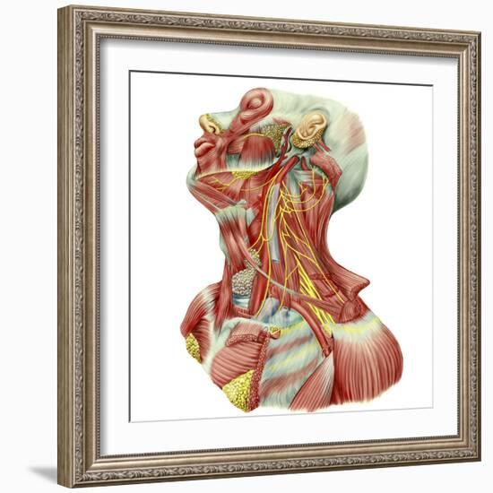 Detailed Dissection View of Human Neck-Stocktrek Images-Framed Art Print