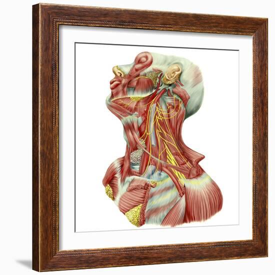 Detailed Dissection View of Human Neck-Stocktrek Images-Framed Art Print