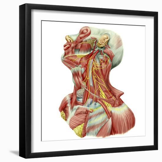 Detailed Dissection View of Human Neck-Stocktrek Images-Framed Art Print