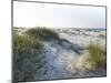 Detailed Wide Angle Shot of Pristine White Sand Dunes and Native Shoreline Plants in Pensacola Flor-forestpath-Mounted Photographic Print