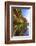 Details and Reflection of the Cliffside, San Diego, Ca-Andrew Shoemaker-Framed Photographic Print