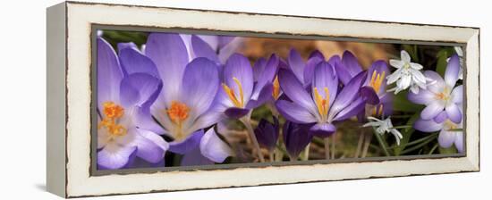 Details of Early Spring and Crocus Flowers-null-Framed Stretched Canvas