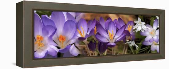 Details of Early Spring and Crocus Flowers-null-Framed Stretched Canvas