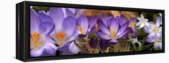 Details of Early Spring and Crocus Flowers-null-Framed Stretched Canvas