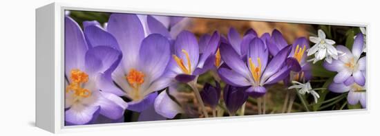 Details of Early Spring and Crocus Flowers-null-Framed Stretched Canvas