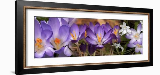 Details of Early Spring and Crocus Flowers-null-Framed Premium Photographic Print