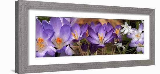 Details of Early Spring and Crocus Flowers-null-Framed Photographic Print