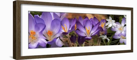 Details of Early Spring and Crocus Flowers-null-Framed Photographic Print