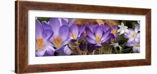 Details of Early Spring and Crocus Flowers-null-Framed Photographic Print