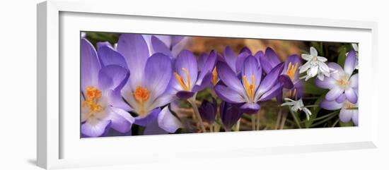 Details of Early Spring and Crocus Flowers-null-Framed Photographic Print