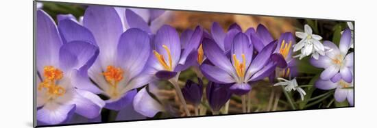 Details of Early Spring and Crocus Flowers-null-Mounted Photographic Print