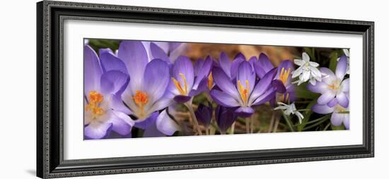 Details of Early Spring and Crocus Flowers-null-Framed Photographic Print