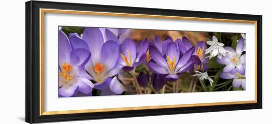 Details of Early Spring and Crocus Flowers-null-Framed Photographic Print