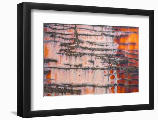 Details of rust and paint on metal.-Zandria Muench Beraldo-Framed Photographic Print