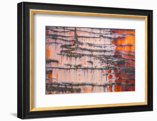 Details of rust and paint on metal.-Zandria Muench Beraldo-Framed Photographic Print