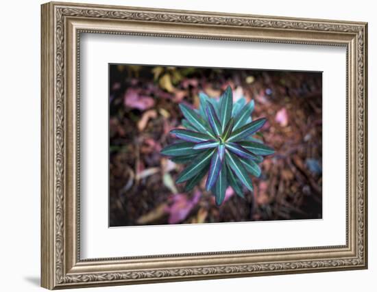 Details of star shaped plant, Oakland, Alameda County, California, USA-Panoramic Images-Framed Photographic Print