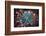 Details of star shaped plant, Oakland, Alameda County, California, USA-Panoramic Images-Framed Photographic Print