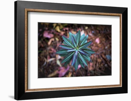 Details of star shaped plant, Oakland, Alameda County, California, USA-Panoramic Images-Framed Photographic Print