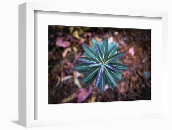 Details of star shaped plant, Oakland, Alameda County, California, USA-Panoramic Images-Framed Photographic Print