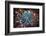 Details of star shaped plant, Oakland, Alameda County, California, USA-Panoramic Images-Framed Photographic Print